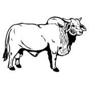 COW015