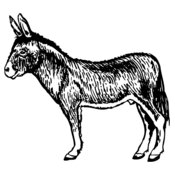 BURRO004