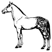 HORSE031