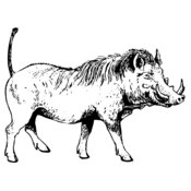 BOAR0002