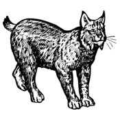 BOBCAT02