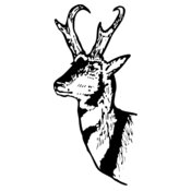 DEER013