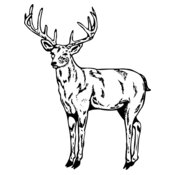 DEER021