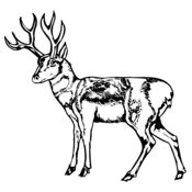 DEER025