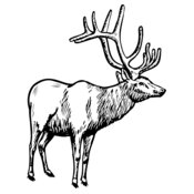 DEER028