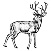 DEER029