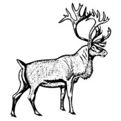 DEER030