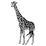 GIRAFF01