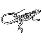 LIZARD01